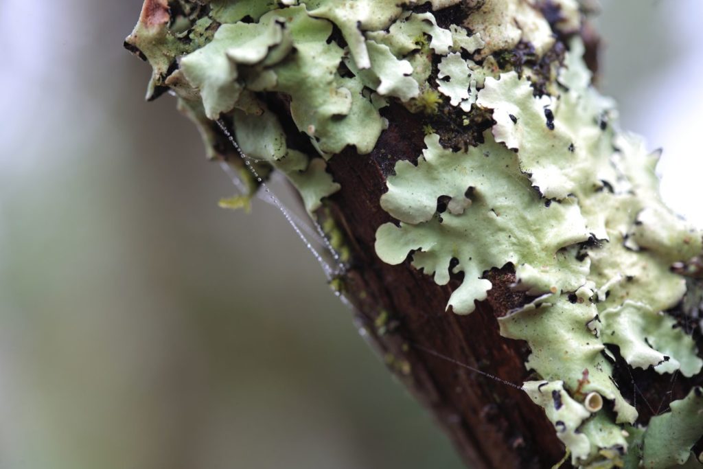 lichen-d-islande-caracteristiques