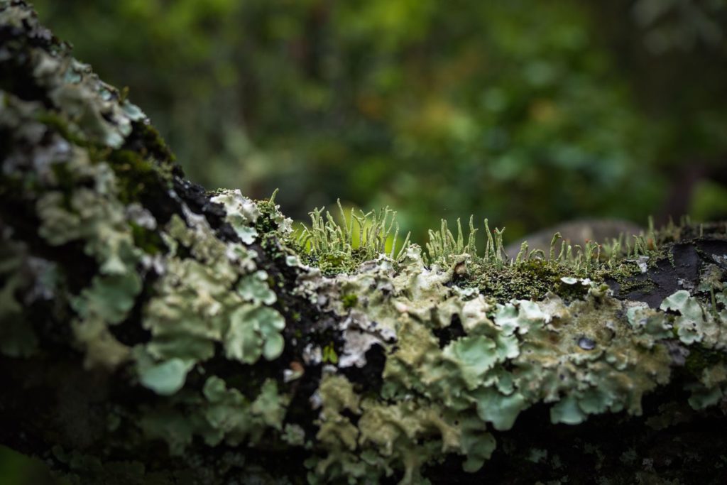 lichen-d-islande-phythotherapie