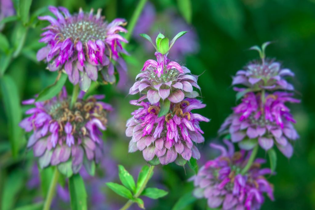 menthe-bergamote-caracteristiques