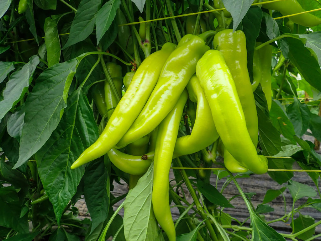 piment-de-cayenne-phytotherapie