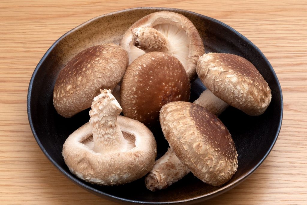 shiitake-caracteristiques