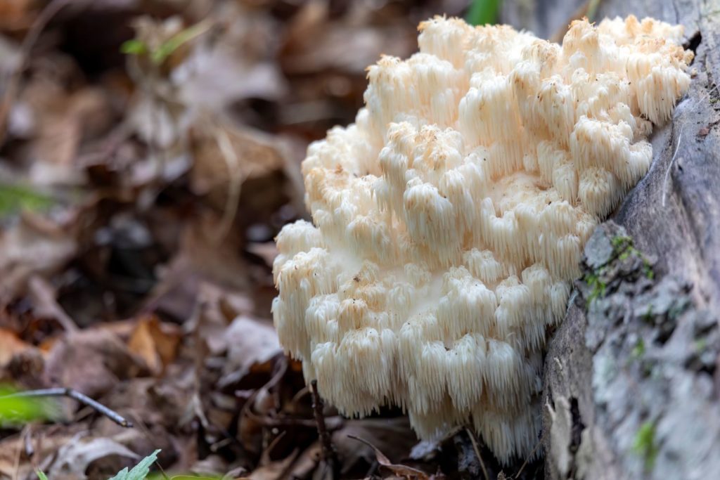 Hericium-erinaceus-caracteristiques