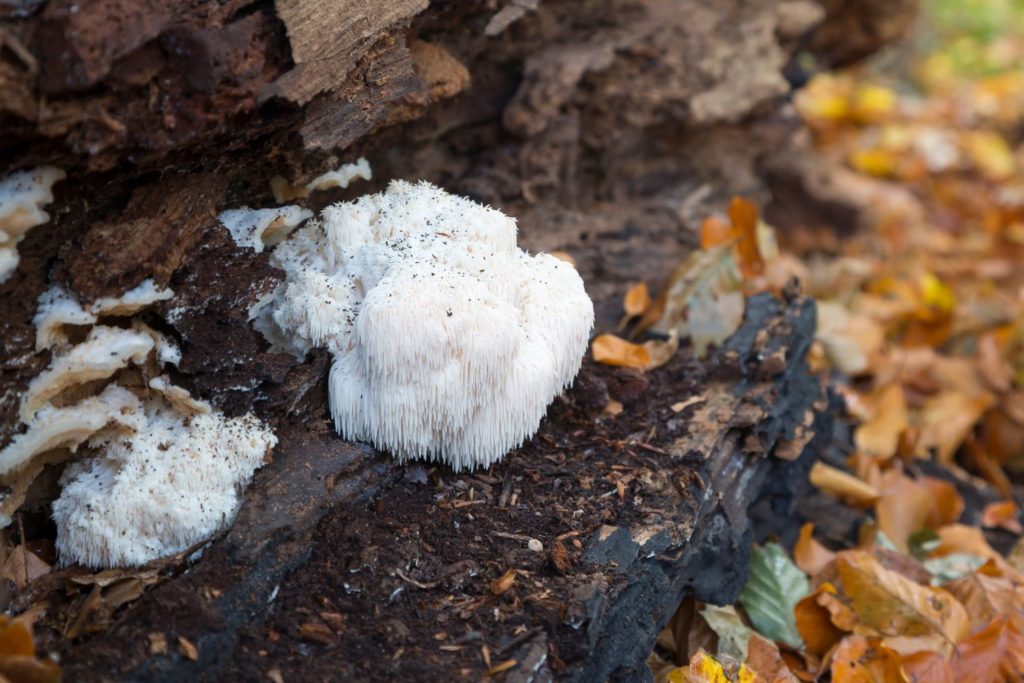 Hericium-erinaceus-phytotherapie