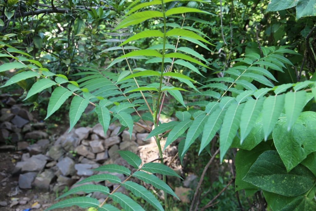 ailante-glanduleux-phytotherapie