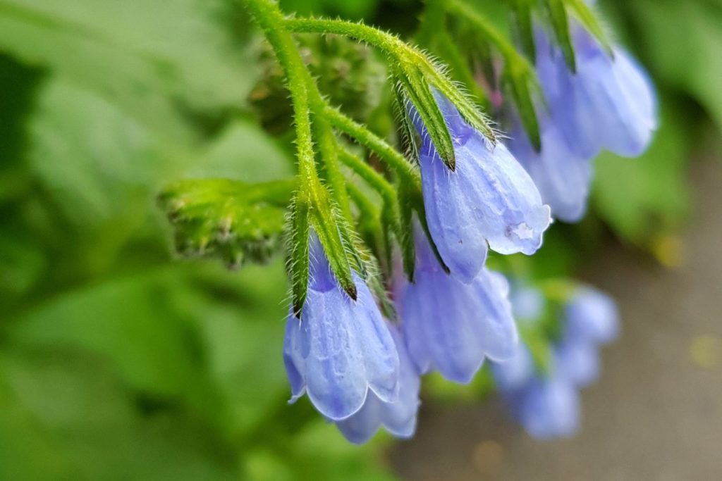 angelique-officinale-caracteristiques