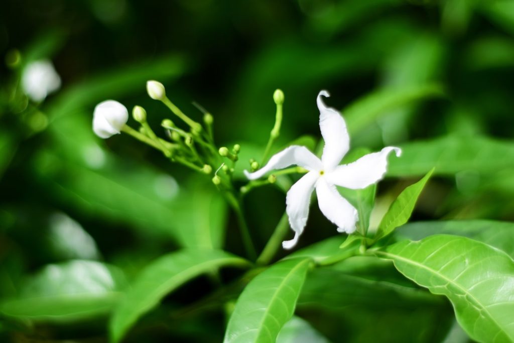 angelique-officinale-phytotherapie