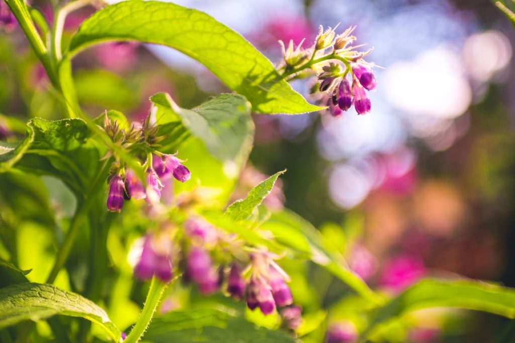 angelique-officinale-utilisations