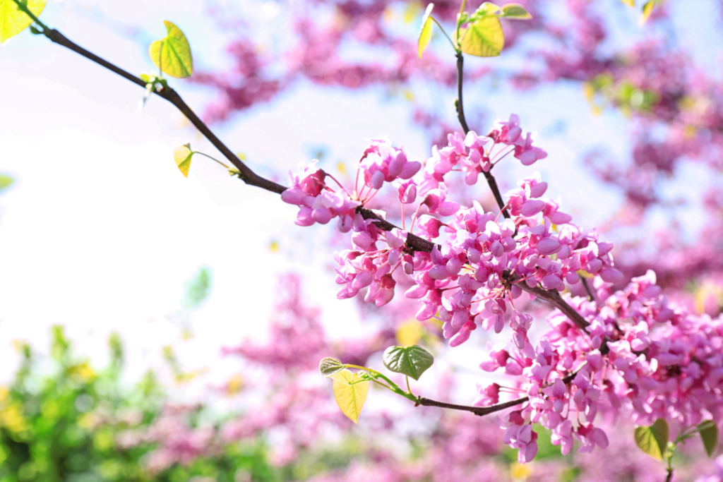 arbre-de-judee-phytotherapie