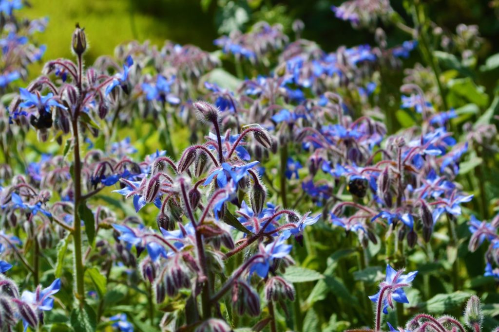 bourrache-phytotherapie