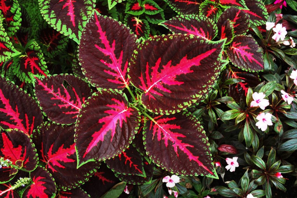 coleus-caracteristiques