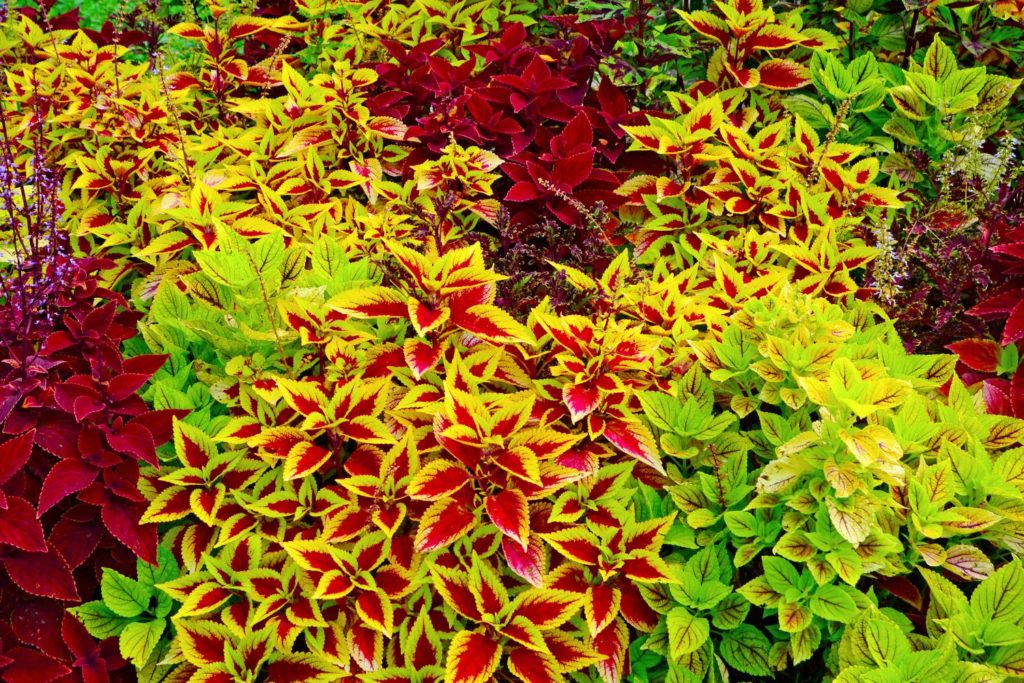 coleus-phytothérapie