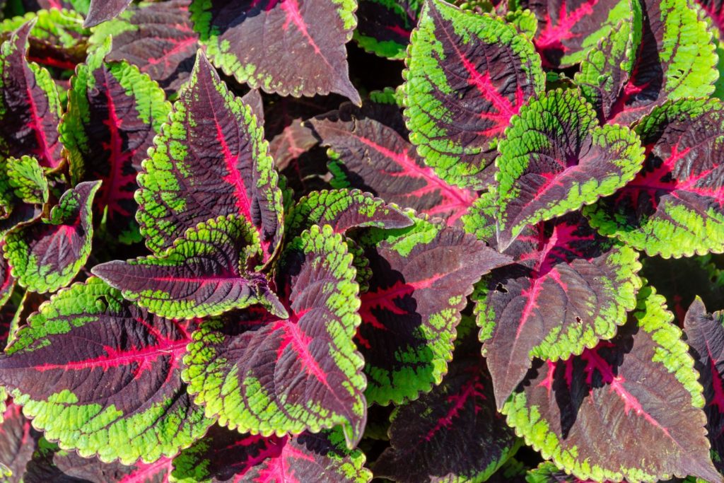 coleus-utilisations