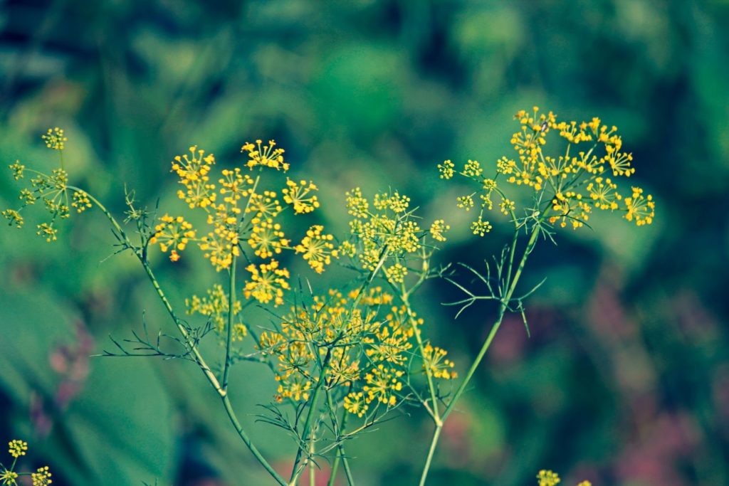 fenouil-doux-phytotherapie