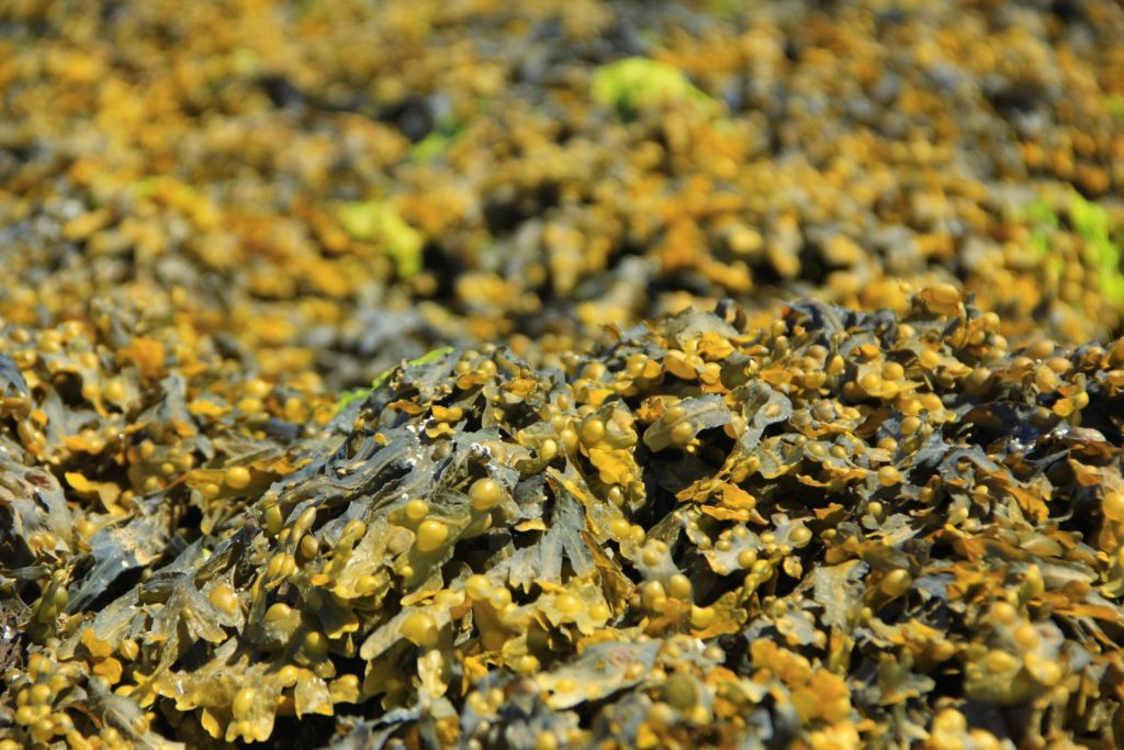 fucus-vesiculeux-phytotherapie