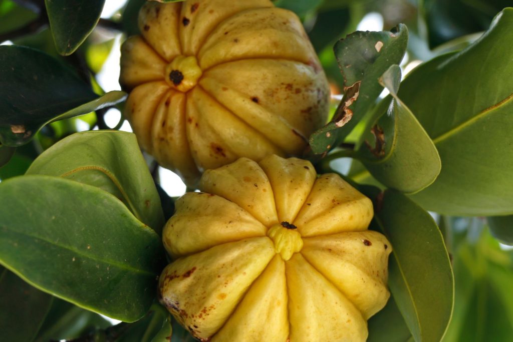 garcinia-gummi-gutta-phytotherapie