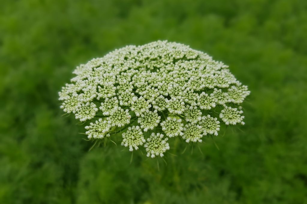 herbe-au-cure-dents-caracteristiques