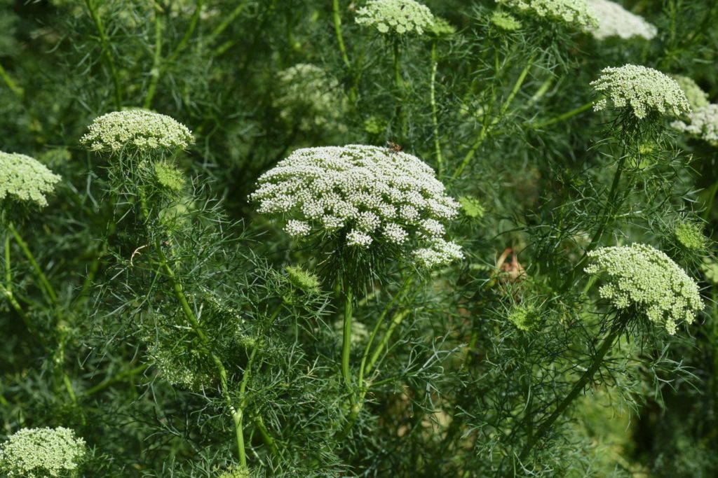 herbe-au-cure-dents-phytotherapie