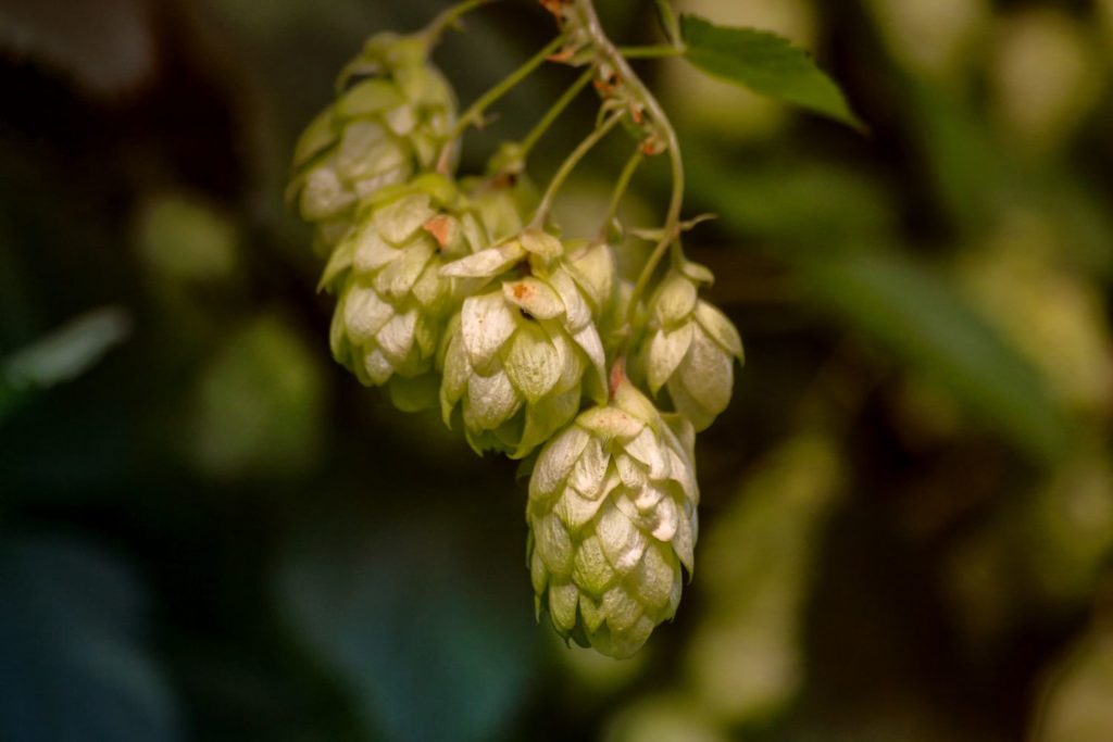 houblon-proprietes