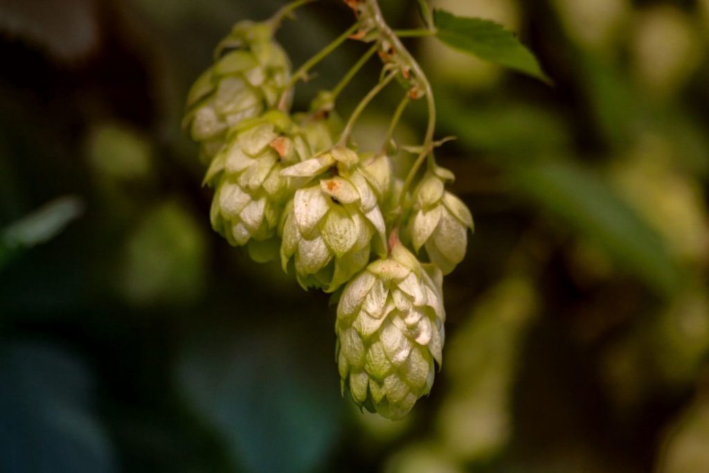 houblon-sauvage-caracteristiques