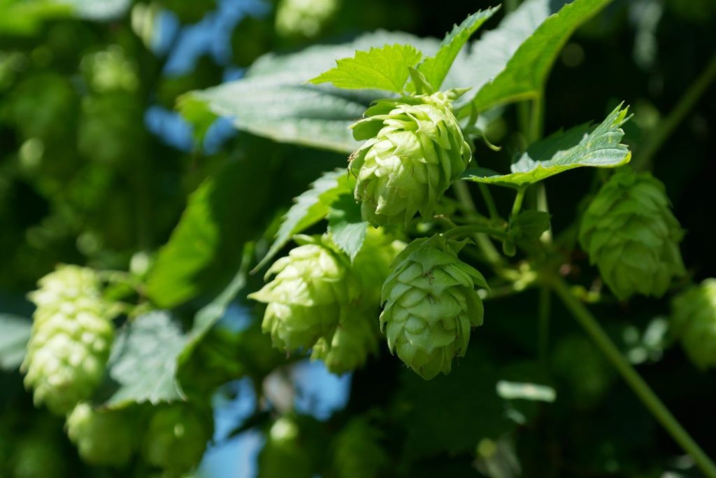 houblon-utilisations