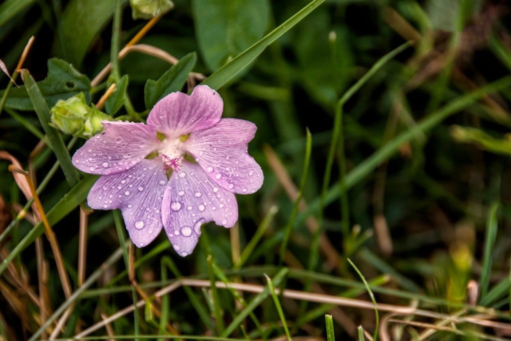 mauve-sylvestre-phytotherapie