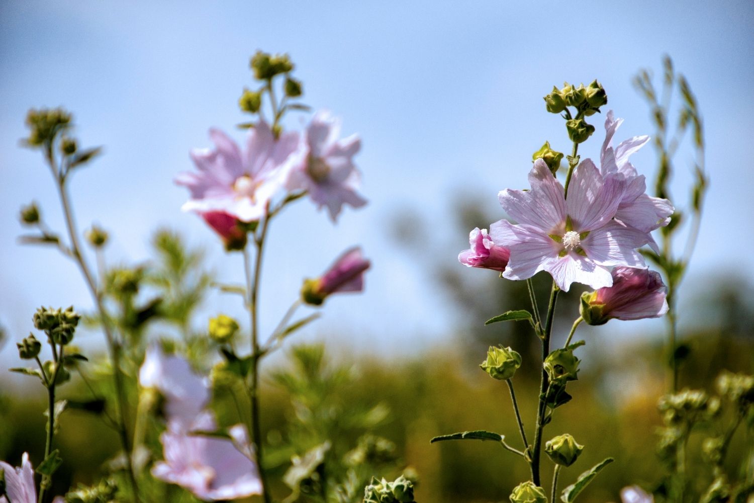 mauve-sylvestre-utilisations