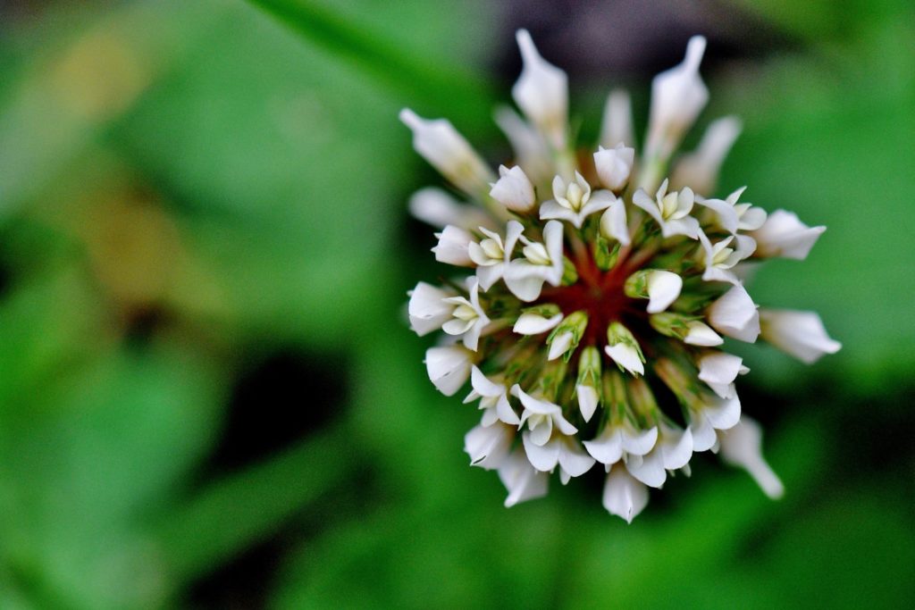 melilot-officinal-phytotherapie