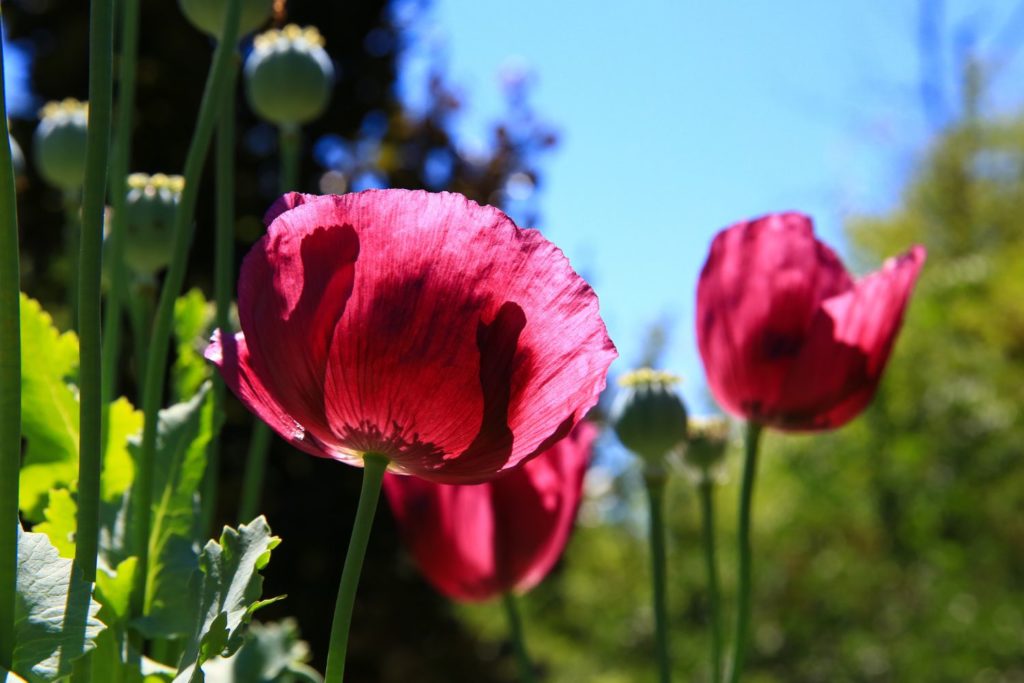 opium-caracteristiques