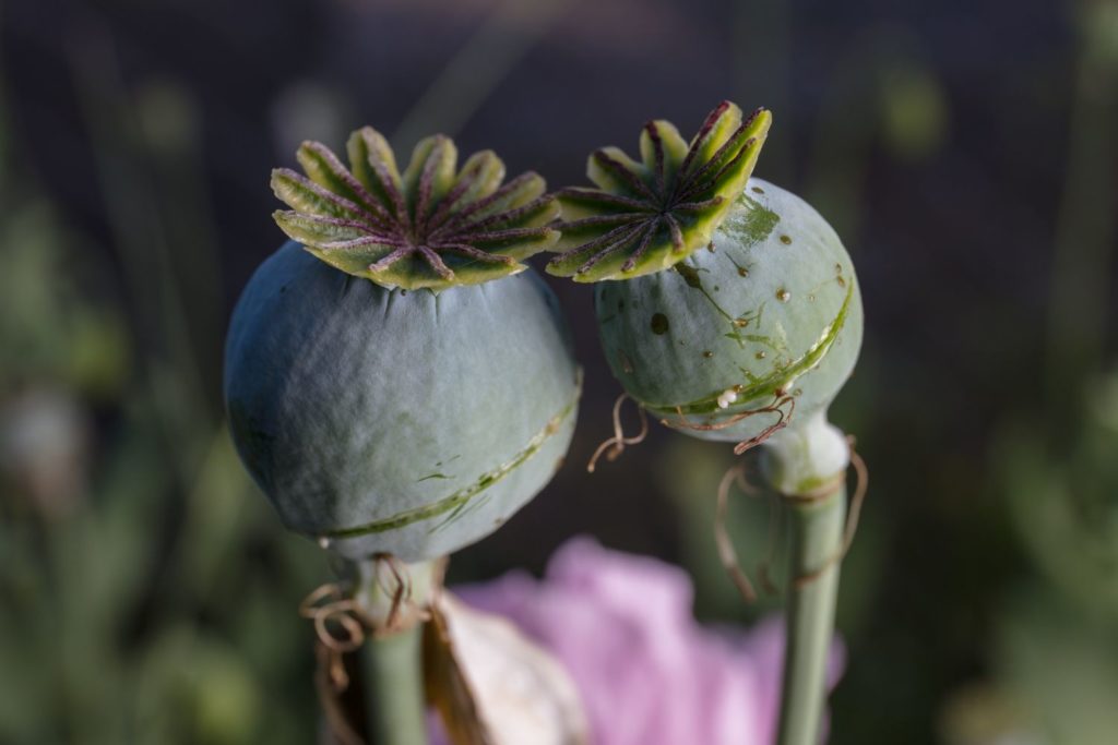 opium-phytotherapie