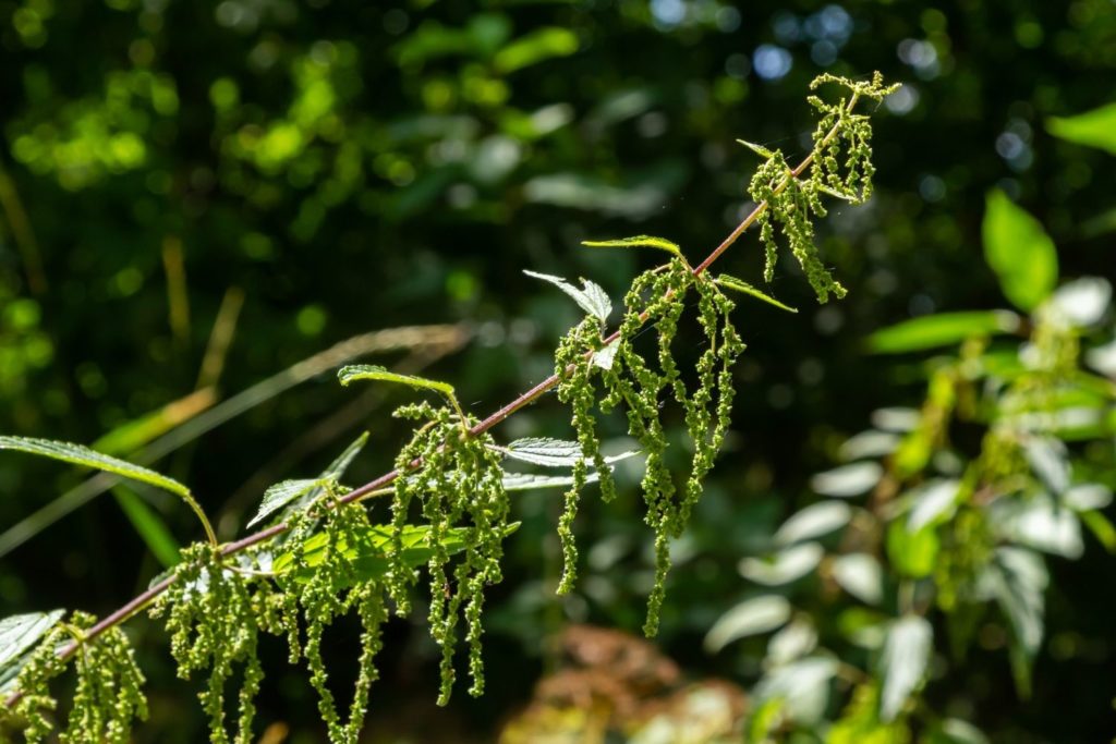 ortie-dioique-phytotherapie