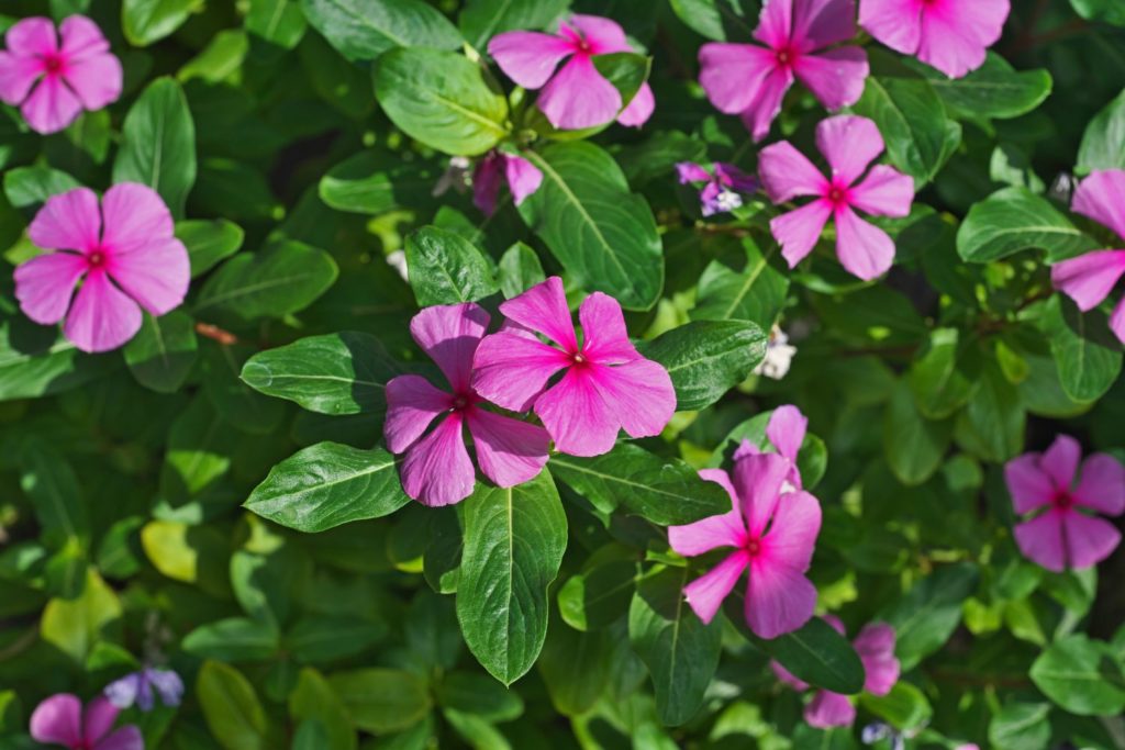 petite-pervenche-phytotherapie