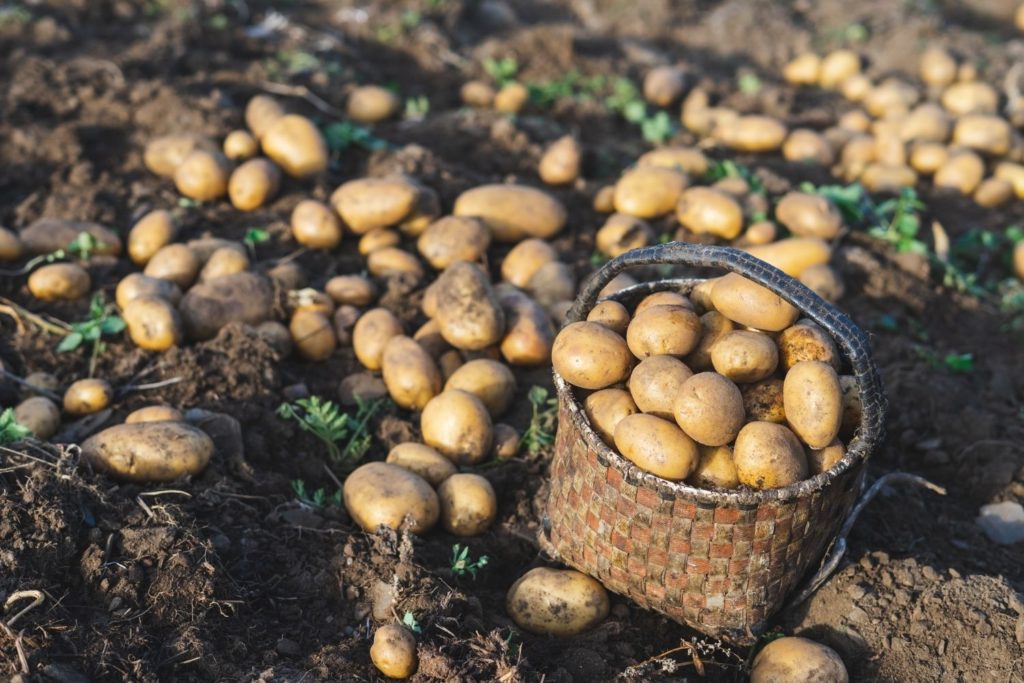 pomme-de-terre-proprietes1