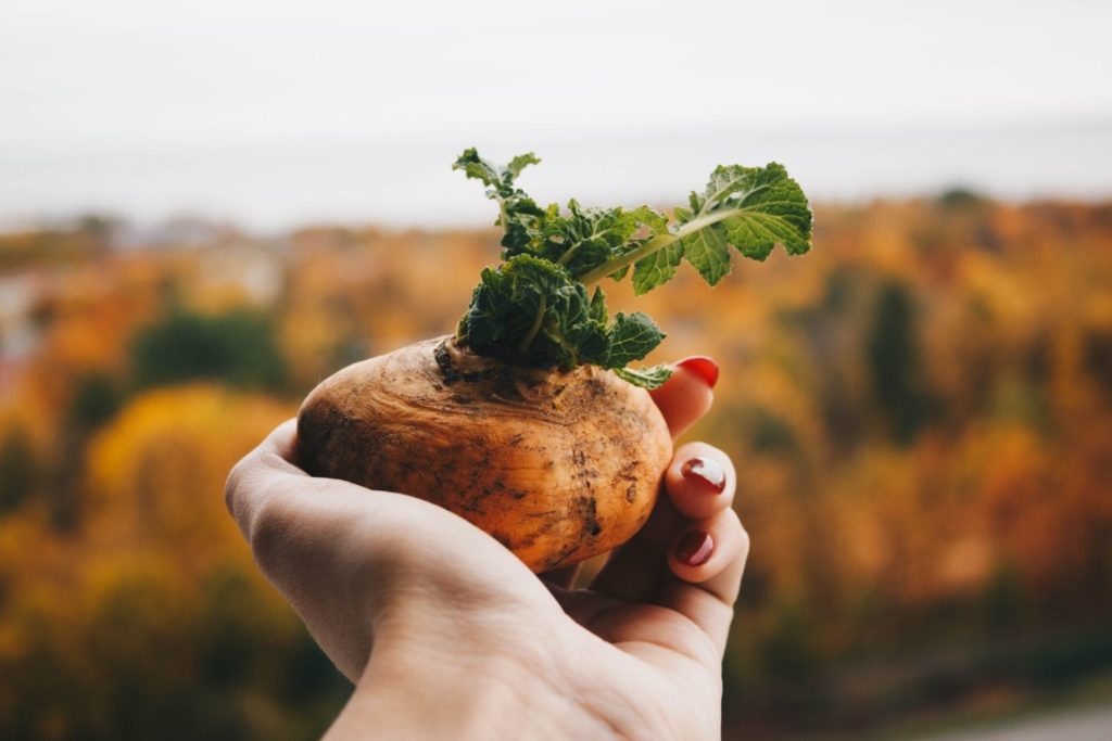 pomme-de-terre-proprietes10