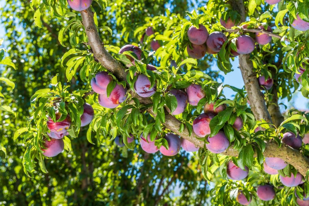 prune-proprietes