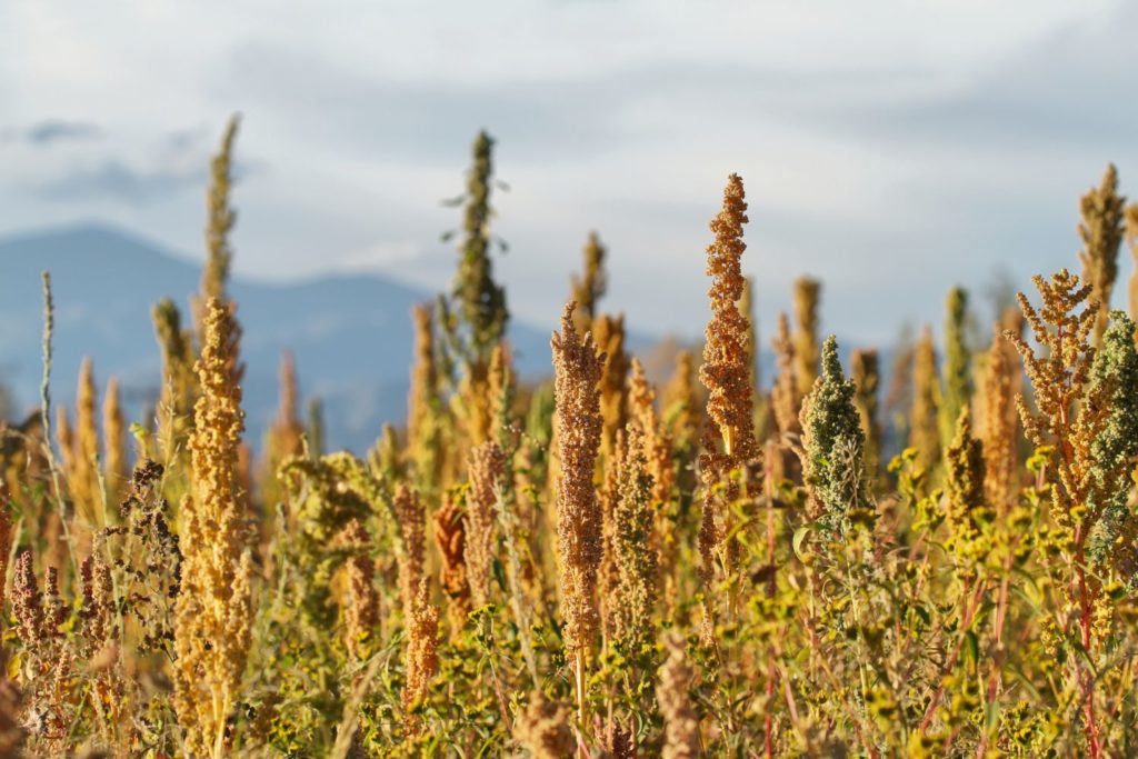 quinoa-caracteristiques