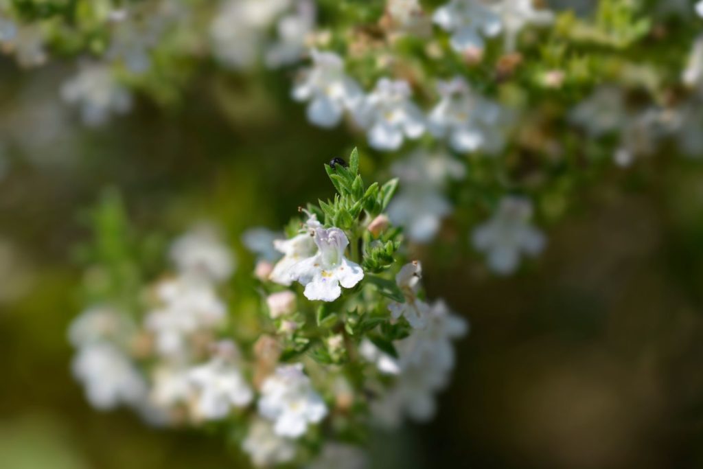 sarriette-des-jardins-caracteristiques