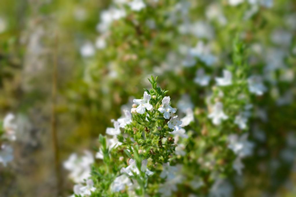 sarriette-des-jardins-utilisations