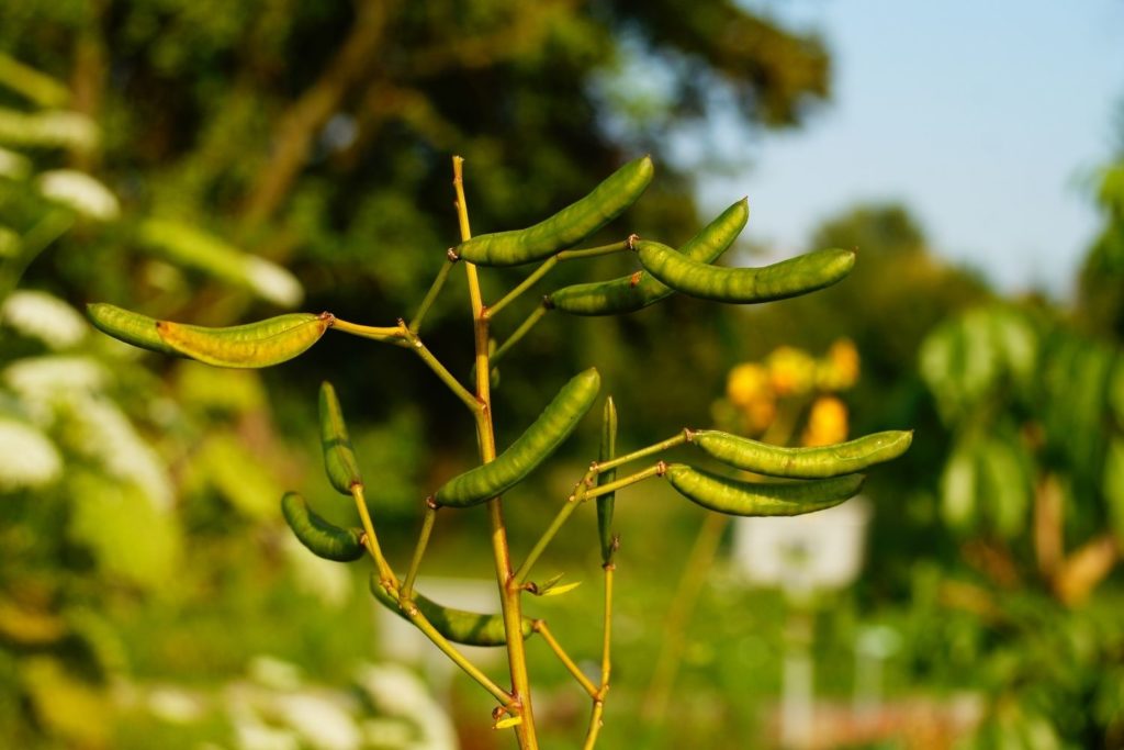 sene-d-alexandrie-phytotherapie