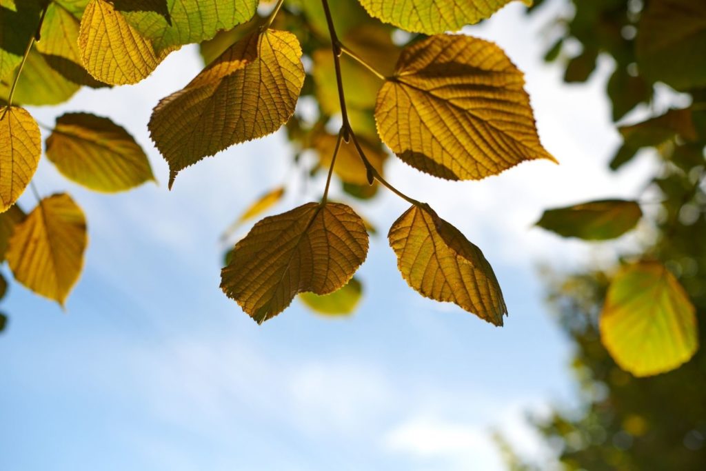 tilleul-a-grandes-feuilles-caracteristiques