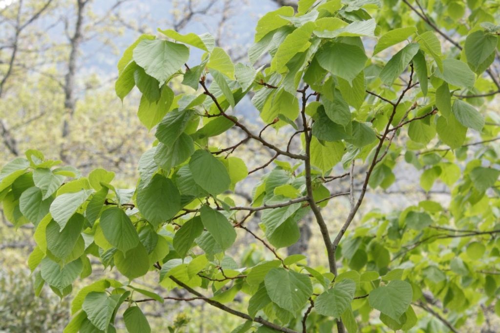 tilleul-a-grandes-feuilles-phytotherapie