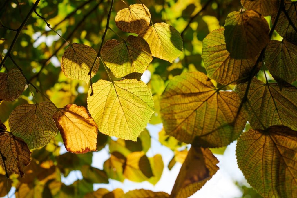 tilleul-a-grandes-feuilles-utilisations