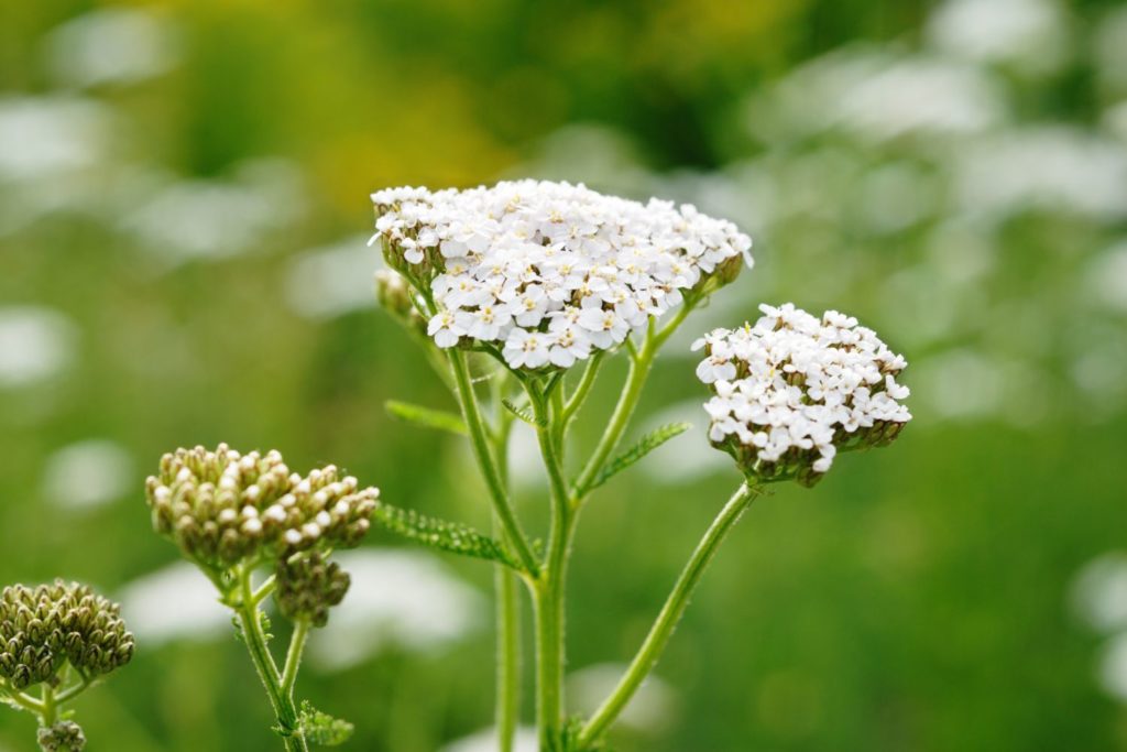 achillee-millefeuille-huile-essentielle