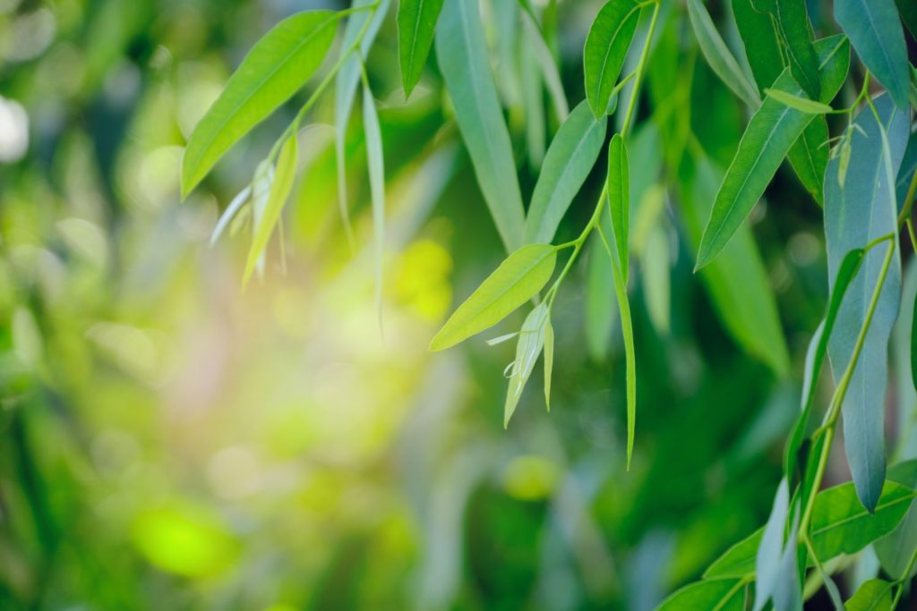 eucalyptus-staigeriana-caracteristiques