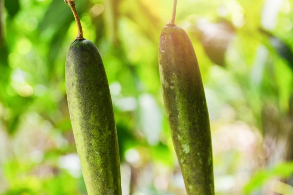 gymnema-sylvestre-caracteristiques