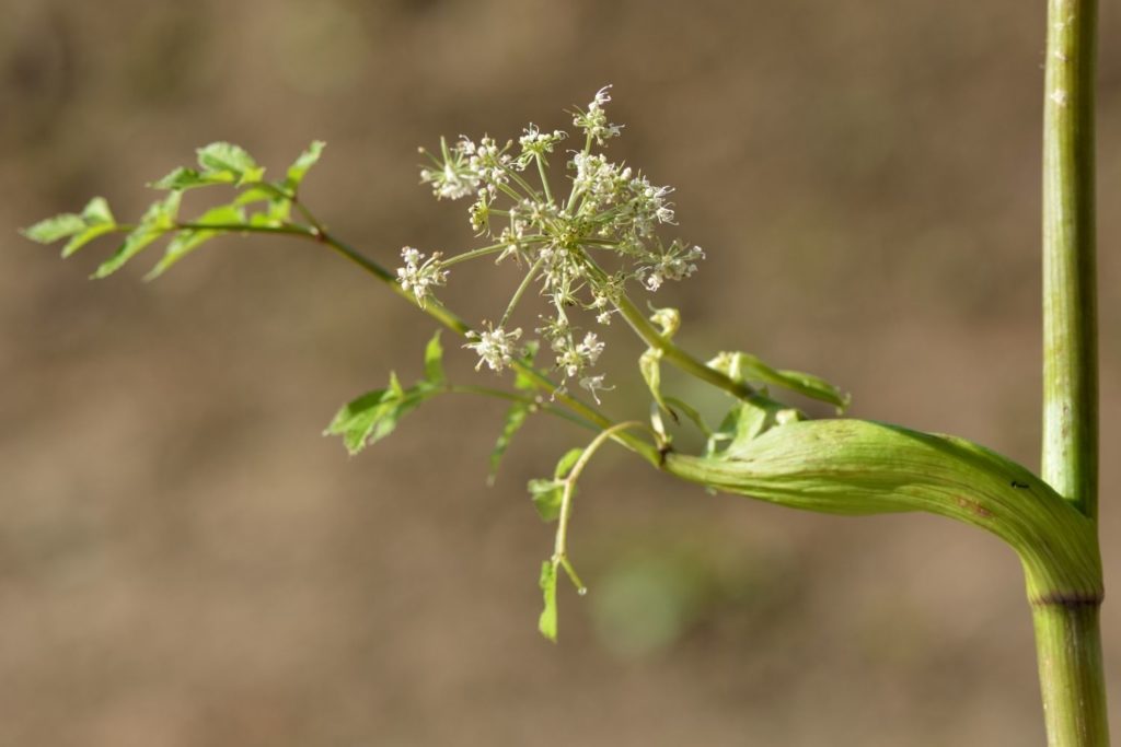 gymnema-sylvestre-phytotherapie