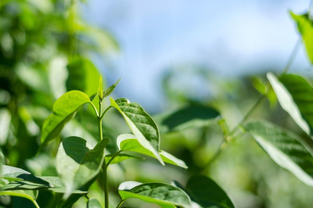 gymnema-sylvestre-utilisations