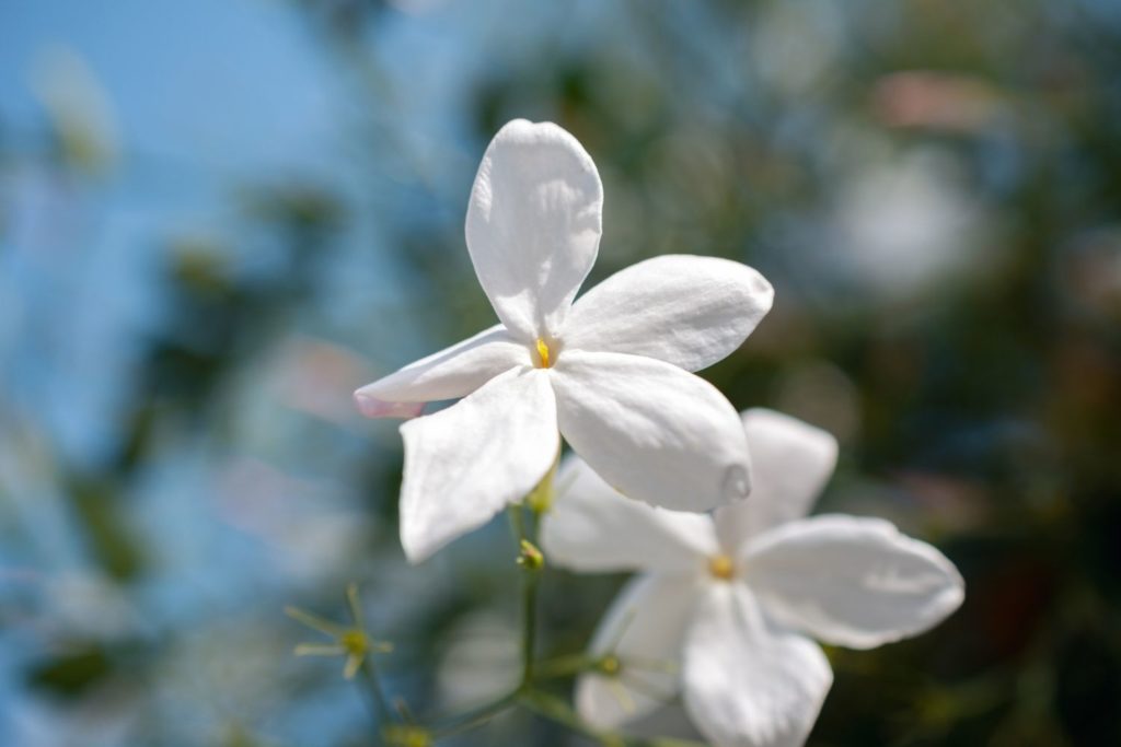 jasmin-grandiflorum-utilisations