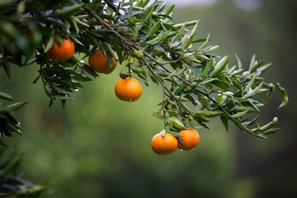 mandarine-rouge-de-sicile-utilisations