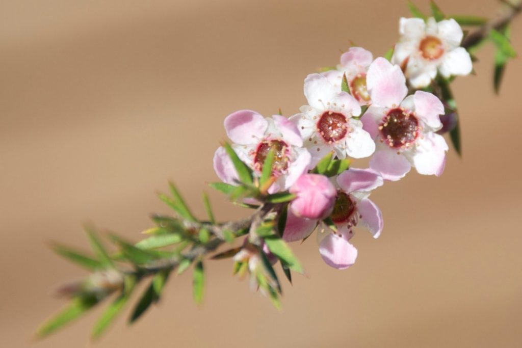 manuka-utilisations