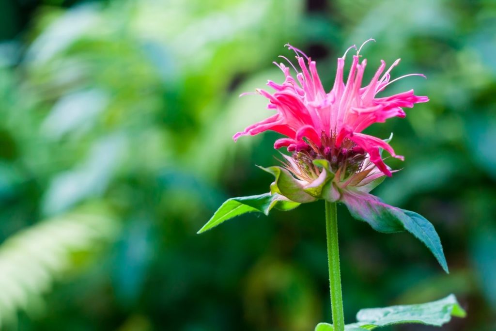 monarde-fistuleuse-utilisations